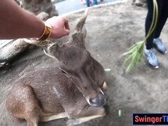 Amateurs Asian Euro couple travels the world and has sex