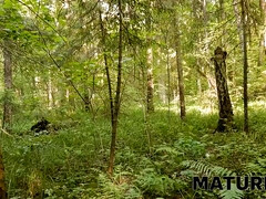 Abuelita, Maduro, Coño, Pelirrojo, Ruso, Sauna, Afeitado, Hijo