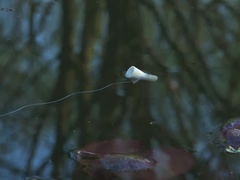 Fishing For Old Dick