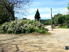 Culo, Mamada, Europeo, Al aire libre, Perforación, Público, Coño, Tetas