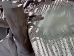 Amateur, Verga grande, Negro, Corrida, Ébano, Sexo duro, Público, Montar