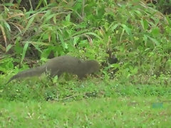 Leie, Aufs gesicht abspritzen, Öl, Orgasmus, Zierlich, Dürr, Titten, Spanner