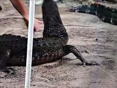 Grote mammen, Badpak, Softcore pornografie