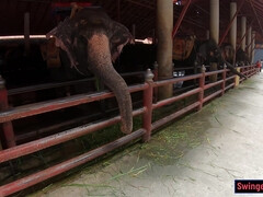 Любители, Азиатки, Большая жопа, Большой член, Минет, Секс без цензуры, Домашнее видео, От первого лица
