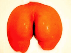 Anaal, Grote kont, Grote lul, Grote mammen, Pijpbeurt, Hondjeshouding, Hardcore, Moeder die ik wil neuken