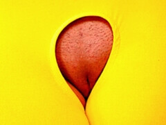 Kont, Pijpbeurt, Bruinharig, Hondjeshouding, Handbeurt, Geschoren, Tiener