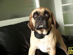 Británico, Cornudo, Estilo perrito, Hd, Lencería, Perforación, Nalgadas, Medias largas