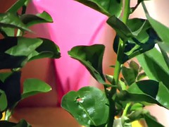 Playa, Bajo la falda, Voyeur