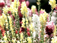 Sucer une bite, Cocu, Tir de sperme, Hd, Mère que j'aimerais baiser, Monstre, Réalité, Criant