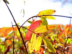 Ozawas large-scale private photos of the human body 2: Amateur, Anal  Xnxx Porn