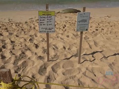 Anal, Morena, Pajear, Desnudo, Al aire libre, Afeitado, Estriptis, Tatuaje