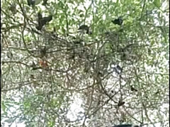 茶髪の, チン, ハードコア, Hd, インド人