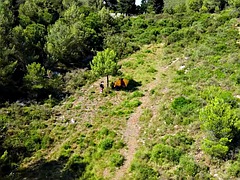 Drone accidentally catches young couple having sex outdoors
