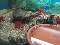 Жопа, Блондинки, Минет, Сперма во рту, Дрочка ногами, Подружка, От первого лица, Тощие