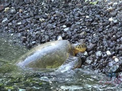 素人, ビーチ, ブロンド, 彼女, ヌード, アウトドア, 小柄, ハメ撮り