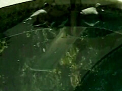 Anal, Gros seins, Sucer une bite, Tir de sperme, Noir ébène, De plein air, Nénés, Rétro ancien