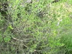 In den arsch, Blondine, Spermaladung, Deutsch, Hardcore, Hd, Im freien, Pov