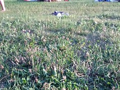 Amateur, Gros seins, Énorme, Nénés, Voyeur