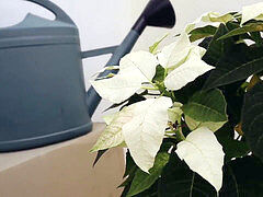 Колледж, Грязные слова, Европейки, Француженки, Рыжие, Софткор, Молоденькие