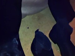 Amateur, Holandés, Despelote, Grupo, Público