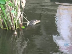 素人, フェラチオ, 茶髪の, 食べ物, 彼女, アウトドア, オマンコ, オッパイの