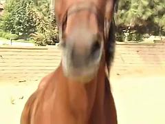 Anal, Verga grande, Tetas grandes, Mamada, Morena, Corrida, Tetas, Clasico