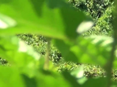 Asiático, Universidad, Fetiche, Hd, Realidad, Adolescente, Uniforme, Voyeur