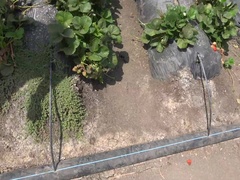 Enthousiasteling, Bruinharig, Flashing, Flexibiel, Buiten, Doordringend, Gezichtspunt, Kut duiken