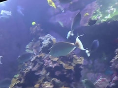 素人, フェラチオ, 露出狂, 彼女, 手コキする, オーガズム, ハメ撮り, のぞき