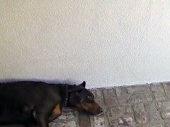 Zwart, Zwart, Tatoeage