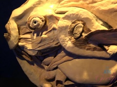 Любители, Ванна, Грязь, Большие дырки, Подружка, Латиноамериканки, Трусики, От первого лица