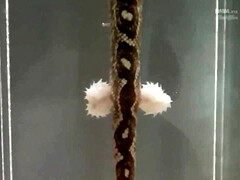 18 jahre, Erstaunlich, Asiatisch, Arsch, Grosser arsch, Schwanz, Muschi, Titten